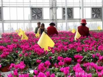 扬州高邮：每天发货30万株，花工厂绽放乡村振兴致富花