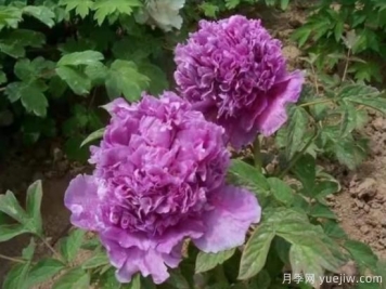 紫色牡丹，魏紫品种分享及特点