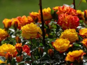安阳市滑县森林公园月季花开放，赏花打卡正当时