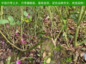 上海龙凤419：月季裸根苗的选购、栽植、肥水、养护技术大全