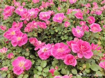 仙境盆栽月季杯苗粉色丰花，绿化工程批发