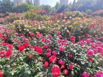 郑州月季公园40万株月季竞相绽放，感受花漾生活