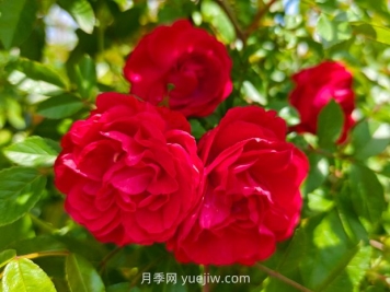 月季红木香爆花机器，花艳丽花量大花期长