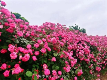 上海放鹤谷无门票，30万朵200多种月季开成了花海
