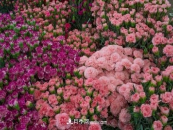 中国6大花市，全国花卉批发市场介绍