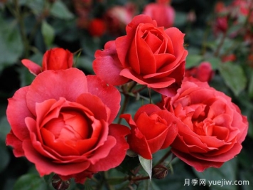 21朵玫瑰：不只是浪漫，还藏着这些深意