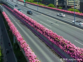 杭州高架月季初开，2024年又到走花路时间